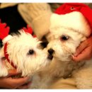 똥꼬발랄 이미지