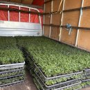 애란농장 이미지