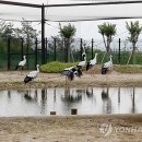 황새공원 다목적광장 이미지