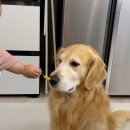 개팔상팔 이미지