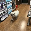 애니카랜드 성정점 이미지