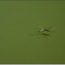 소금쟁이[ Water strider] 짝짓기 이미지