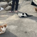 강릉사다함 이미지