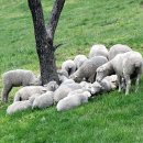 양수목장 이미지