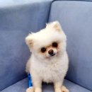 서진 동물병원 이미지