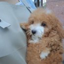 김포고양이분양 맘스캣 | 김포애견분양 건강한 가정견 입양 후기