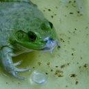 american bullfrog 이미지