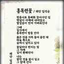홍목련꽃 이미지
