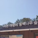 6월11일(토)서천 시티투어(마량리동백나무숲-장항산림욕장)기차여행도보 후기 이미지