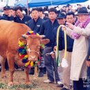 소떼농장 이미지