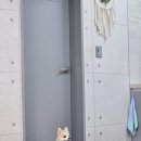 강릉경포라벤다애견펜션 | 강릉 애견동반 숙소 경포코지펜션 만족한 추천 후기