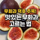경자농장 | 생생정보 무화과 수확의 달인 해남친환경 무화과 택배주문방법