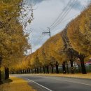 대광리 은행나무 이미지