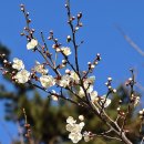 THE SPRING 이미지