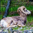 Bighorn Sheeps 이미지