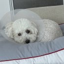우리 강아지 | 🐕우리 강아지 브로콜리 급여 후기🐕