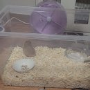 패러그린샵 동래점 | 골든햄스터분양 / 패러그린샵-동래점 / 햄스터케이지...햄스터키우기 / 부켓스테이트햄스터케이지후기