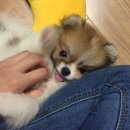 호두마루 이미지