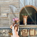 뚝너머목장 | 목장카페 밭디 제주 승마 체험, 말먹이주기 체험 후기
