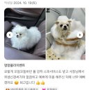 딸기애견미용실 이미지