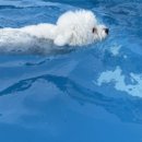 댕댕월드 이미지