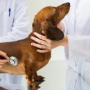 전동물병원 이미지