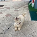 아가단 펫 살롱 이미지