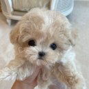 퍼피말론 강아지분양 울산점 | 벨슈어퍼피 울산점 엄격한 기준 아래 책임감 있게 분양합니다 강아지분양