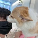 코코 반려견미용실 이미지
