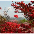 [전북 전주] 완산공원 꽃동산 이미지