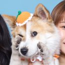 일이이오