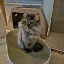 경기도 수원시 팔달구 권광로340번길 | [MIO] 고양이도 미용을 한다고??? 용인 무마취 고양이 미용실 미오