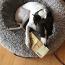 개스키라빈스 이미지