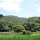 소나무 - 안산시 단원구 광덕2로 185-8 | 소나무