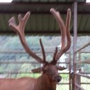 장생사슴농장 이미지