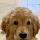 샘골로 33 이미지