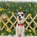 댕이발소 이미지