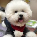 복실이네 애견 이미지