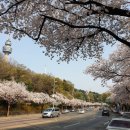 벚꽃 내음 가득한 도심, 봄내음길으로의 여행 이미지