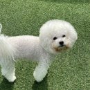 포근멍 애견 유치원 이미지