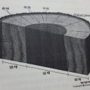 23~심재와 변재~춘재,추재,외수피,내수피 이미지