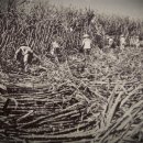 번창농장 이미지