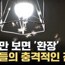 가로등 불빛이 곤충에겐 최악의 공포였다니...... 이미지