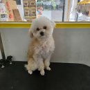 허그멍뭉이# 이미지