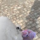 러비도기 이미지