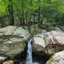 제180차 하계 야유회 산행/경기 가평 유명산(862m) 이미지