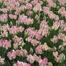 태유목장 | 2020년 05월 일상