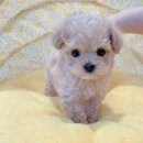 디어마이퍼피 이미지