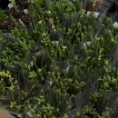 헬로우마켓 이미지