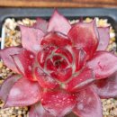 솔레미오 이미지